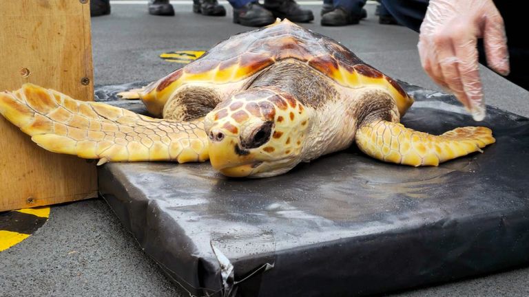 One of the six loggerhead turtles. Pic: PA