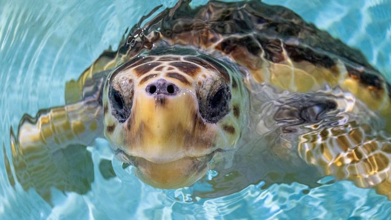 Nazare the loggerhead turtle. Pic: PA