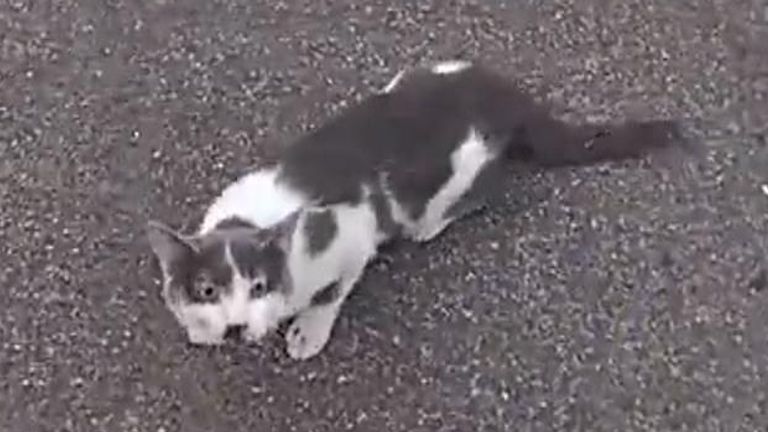 Police rescues injured kitten from busy motorway