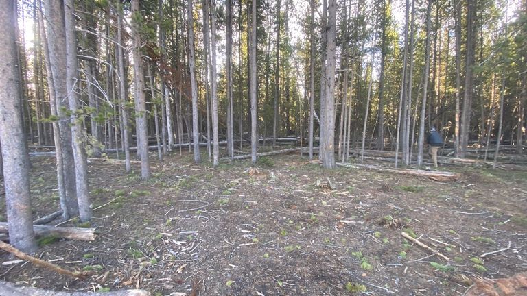 The forest at Fishing Bridge RV Park in Yellowstone. Image: AP