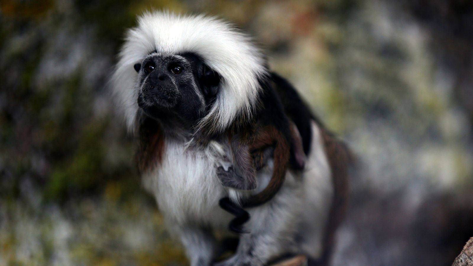 Cause of death of nine monkeys who died in two days at Hong Kong zoo uncovered