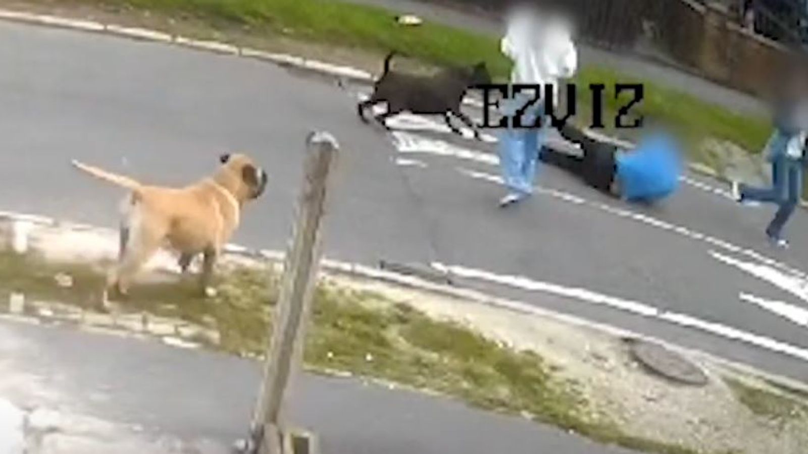 Police issue warning to pet owners after man mauled by two dogs in Sheffield | UK News