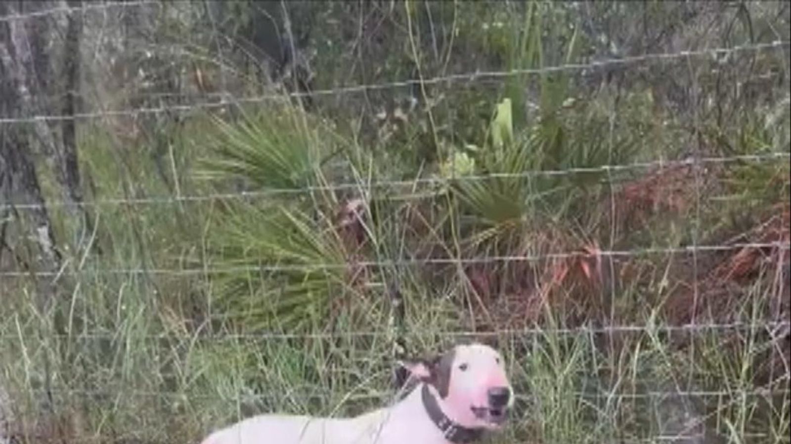 Man charged with animal cruelty after tying dog to fence and abandoning ...