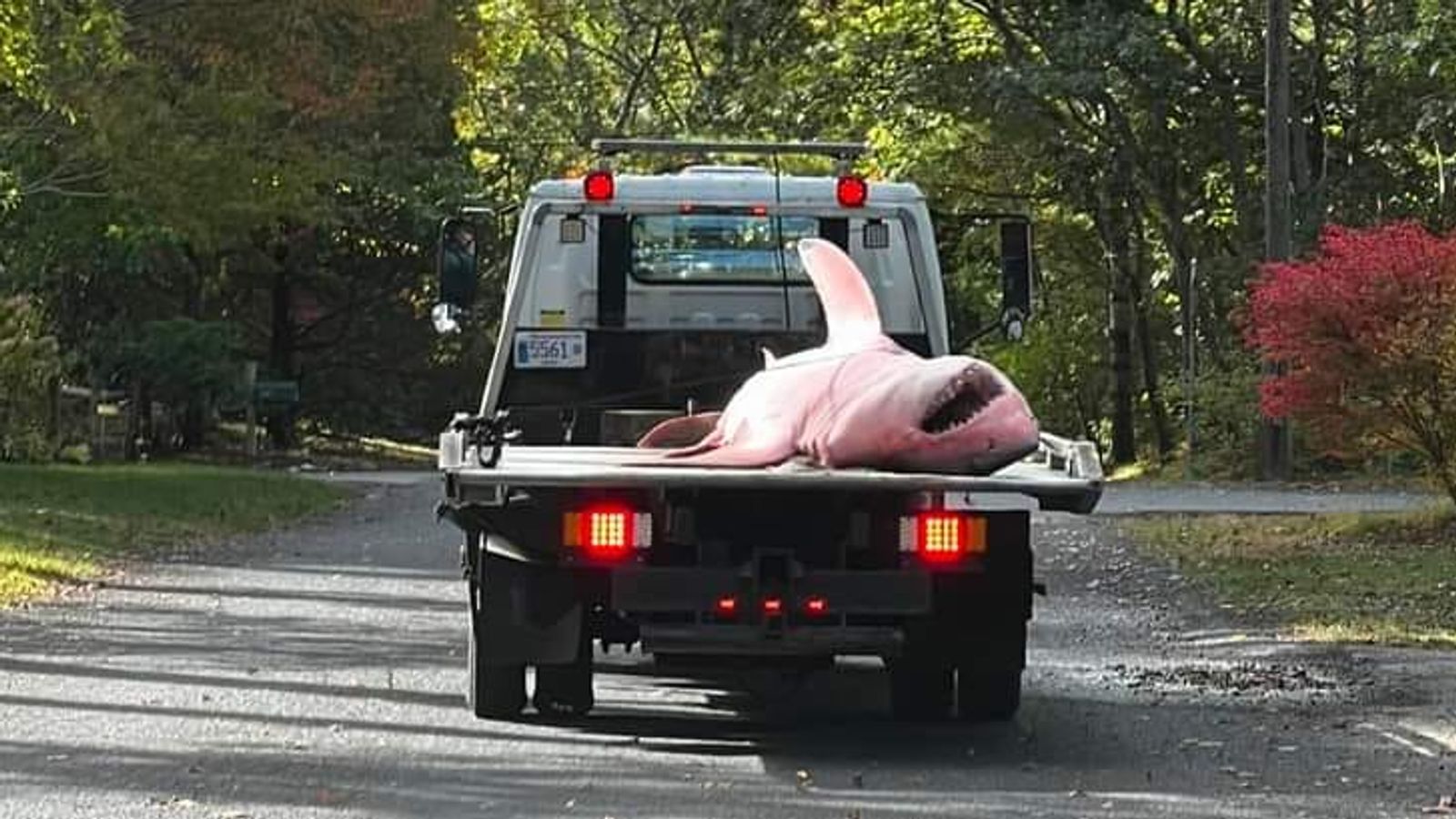 Huge great white shark washes up on Massachusetts beach