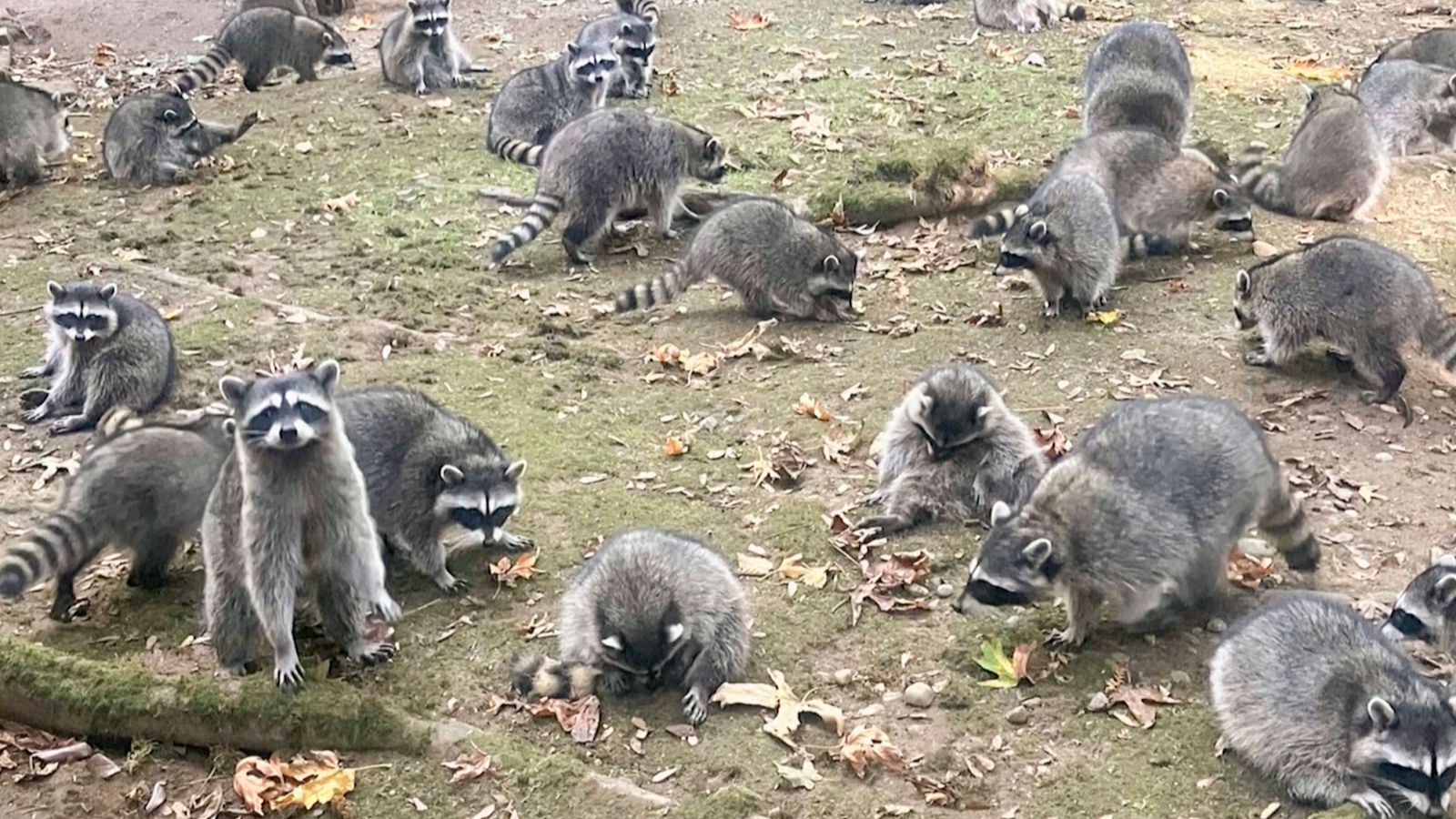 Woman forced to flee after around 100 raccoons besiege home demanding food in US state of Washington