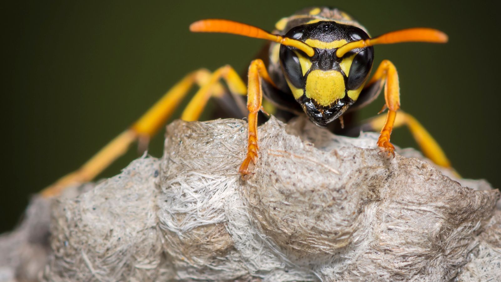 Hurricane Helene: Allergy warning as floods stir up swarms of wasps