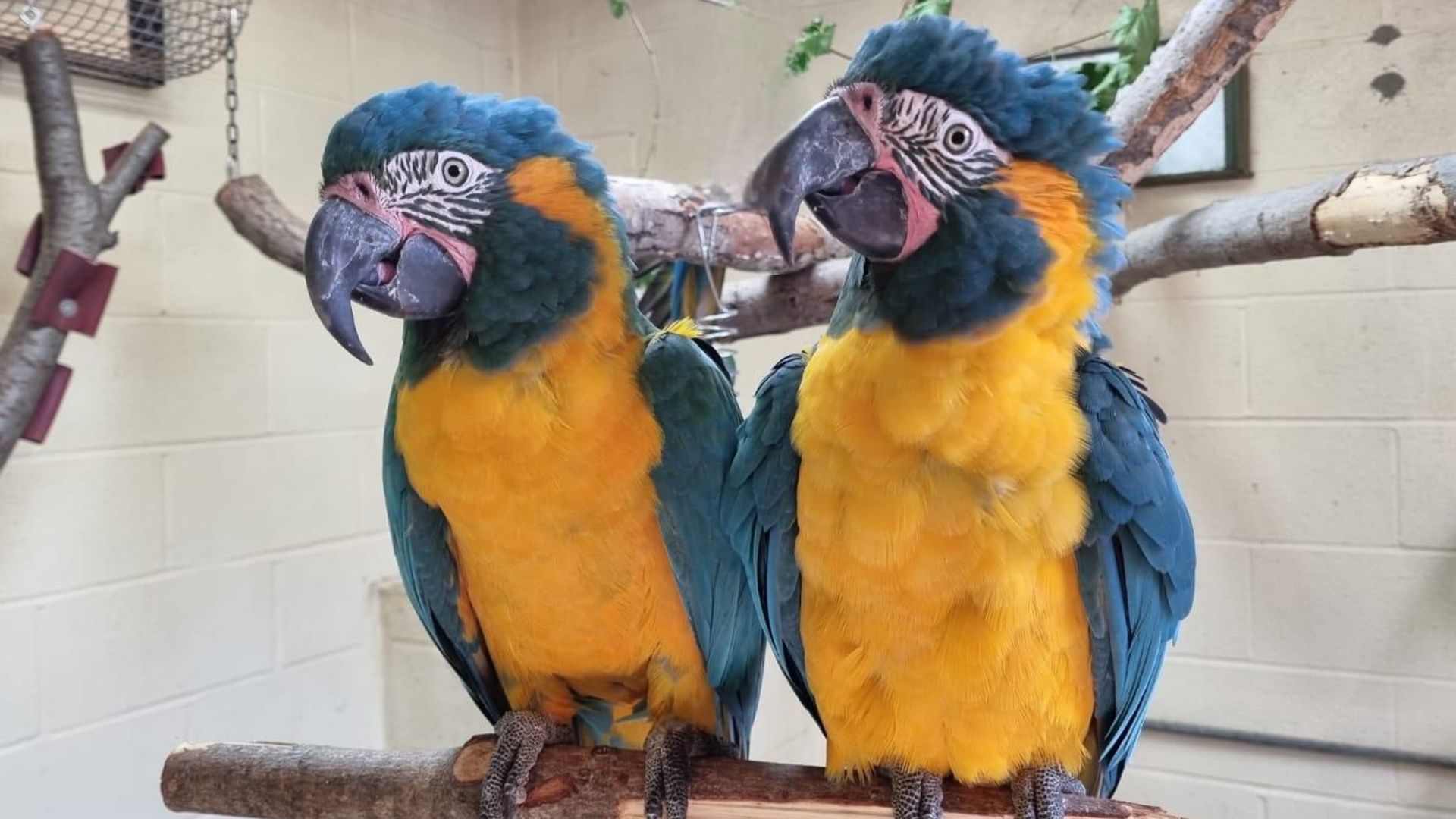 Parrots missing from London Zoo found behind Cambridgeshire family's garden