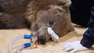 Boki the bear
