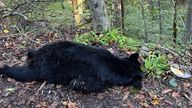 A bear was killed by a vehicle while trying to eat pancakes discarded by drivers.
Pic: Appalachian Bear Rescue / Facebook