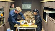 Boki, the bear having surgery today. He’s just been anaesthetised and lifted on the surgery table where he will now be shaved before the procedure begins. 
Picture for Thomas Moore story. Picture submitted by Hanna Schnitzer