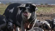 Free-range pigs walk around on a farm in Vipperod, Denmark, October 21, 2024. REUTERS/ Tom Little
