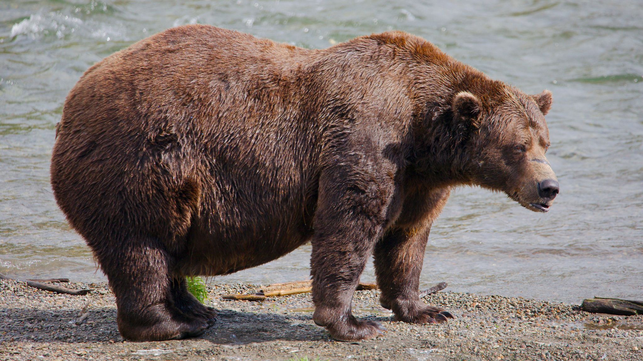 Fat Bear Week delayed after contestant killed by rival | US News | Sky News