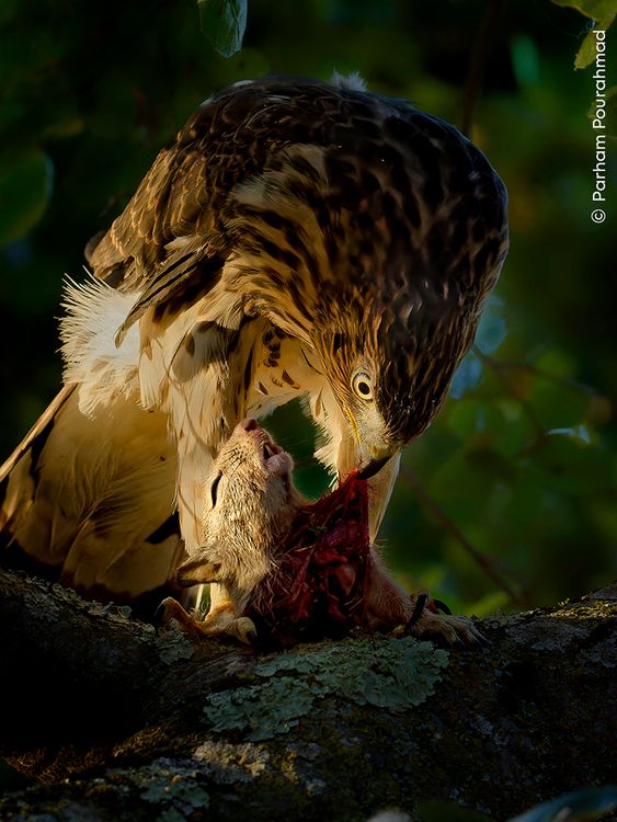 An Evening Meal.
Pic:Parham Pourahmad/Wildlife Photographer of the Year