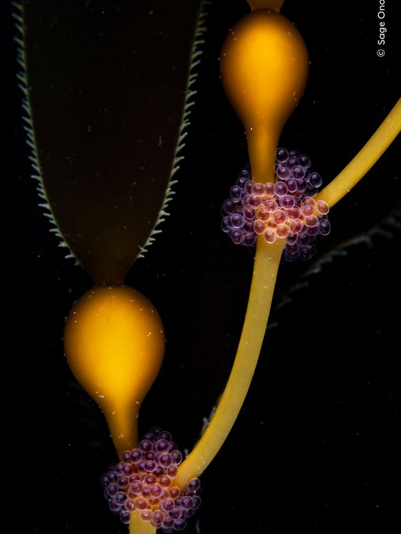 A clutch of tubesnout (Aulorhychus flavidus) eggs on display, carefully nestled in the crooks of giant kelp. With the changing seasons of Monterey Bay come all the little signs of new life. The ruby-red eggs and golden kelp in the darkness of the nutrient-rich, summer water take on the appearance of carefully arranged jewelry in a shop window. Looking closer at the ordinary happenings in the environment reveals the meticulous beauty of the natural world. Taken in 2022 in Monterey Bay, USA.