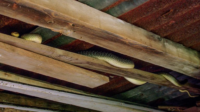 Aesculapian snakes are very good climbers. File pic: iStock