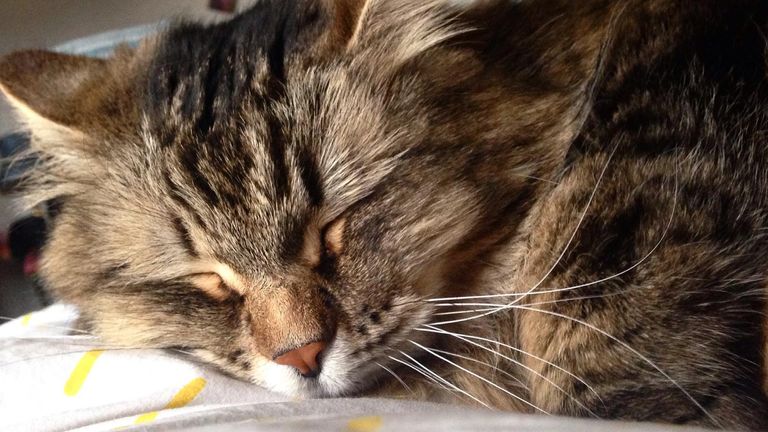 Apple Intelligence only managed to identify a few of the sleeping cat pictures on the user's iPhone. Pic: Mickey Carroll