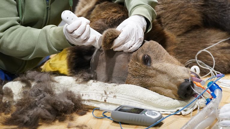 The veterinary team prepare two-year-old brown bear Boki for surgery.
Pic: PA