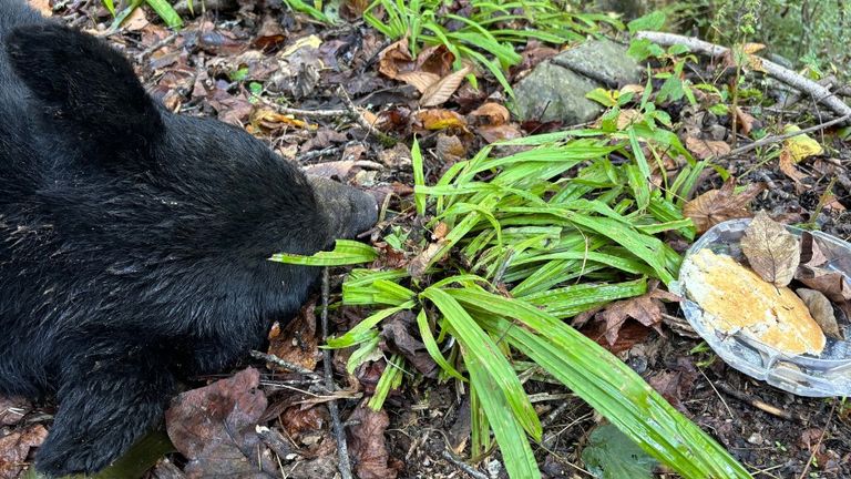 A bear was killed by a vehicle while trying to eat pancakes discarded by drivers.
Pic: Appalachian Bear Rescue / Facebook