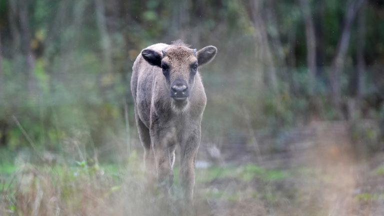 One of the bison calves that have been born in Kent. Pic: PA