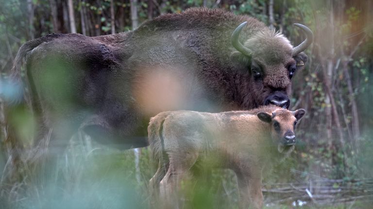 The calves came as a surprise to rangers. Pic: PA