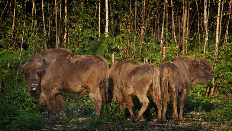 The bison when they were introduced in 2022. File pic: PA