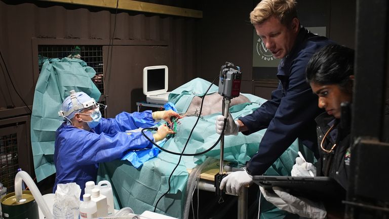 Specialist wildlife veterinary surgeon Romain Pizzi (left) performing surgery to drain fluid from Boki's brain. Pic: PA