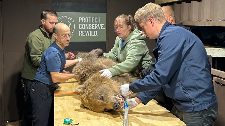 Boki, the bear having surgery today. He’s just been anaesthetised and lifted on the surgery table where he will now be shaved before the procedure begins.   Picture for Thomas Moore story. Picture submitted by Hanna Schnitzer