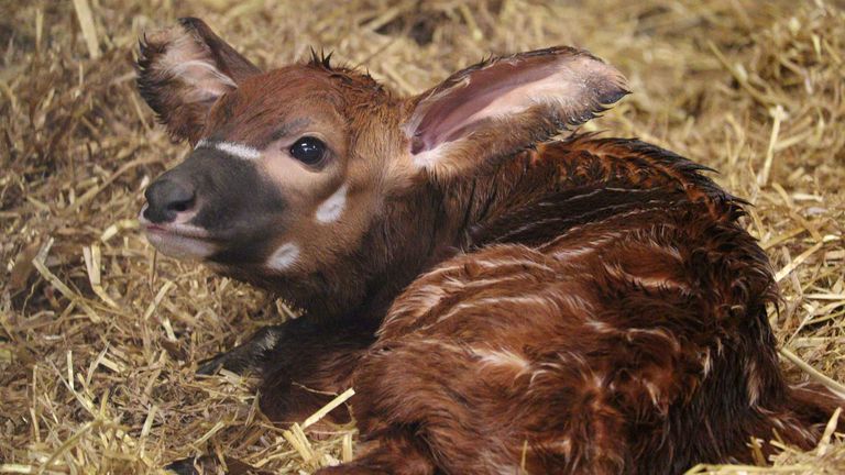 The eastern mountain bongo calf that was born earlier this month at Woburn Safari Park. Pic: PA