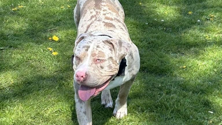 Owner of XL bully put down in 'error' by Lancashire Police was waiting ...