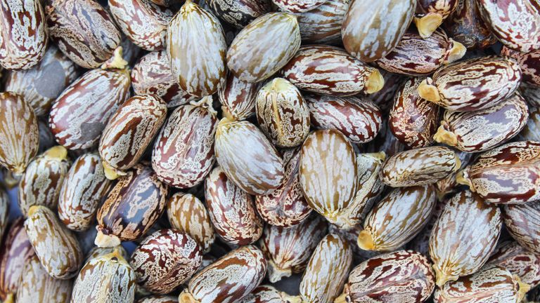 Castor beans.
File pic: iStock