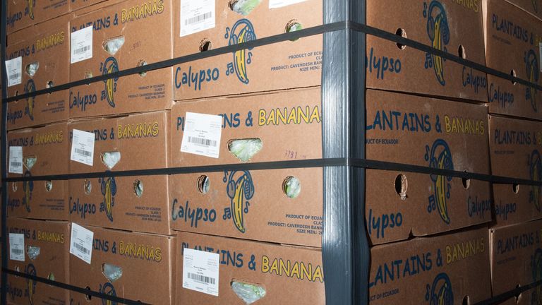 The shipment of bananas and cocaine seized during Operation Pepperoni in the case against Jamie Stevenson. Photo: Crown Office