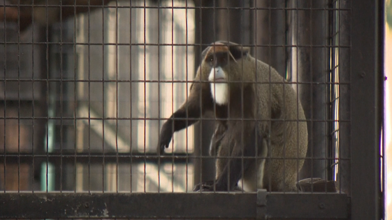 A live De Brazza monkey at Hong Kong Zoo. Image: AP