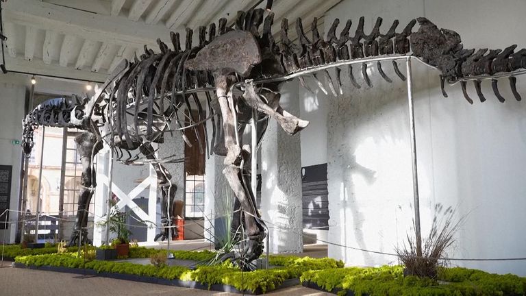 145-million-year-old dinosaur remains set to sell for millions at ...