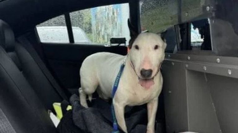 The dog took a ride in a highway patrol car after the rescue. Pic: @FHPTampa