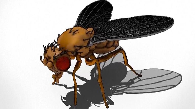 Scientists create 3D graphic of a fruit fly's brain using AI