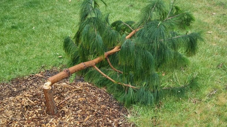 vandals destroyed nearly 200 young trees and shrubs in Melbourne. Glen Eira local council have published images on insta Credit: Glen Eira City Council. Story is here: https://www.gleneira.vic.gov.au/about-council/news/latest-news/tree-vandalism-across-glen-eira 