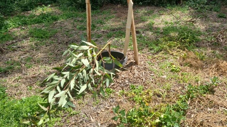 
vandals destroyed nearly 200 young trees and shrubs in Melbourne. Glen Eira local council have published images on insta Credit: Glen Eira City Council. Story is here: https://www.gleneira.vic.gov.au/about-council/news/latest-news/tree-vandalism-across-glen-eira 