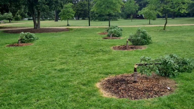 Some of the trees were sawed off at the base. Pic: Glen Eira City Council