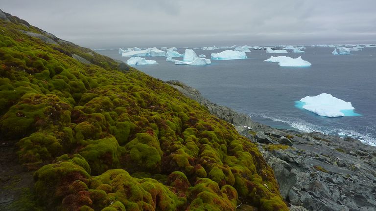 Green Island in the Antarctic Peninsula.
Pic: University of Exeter/PA