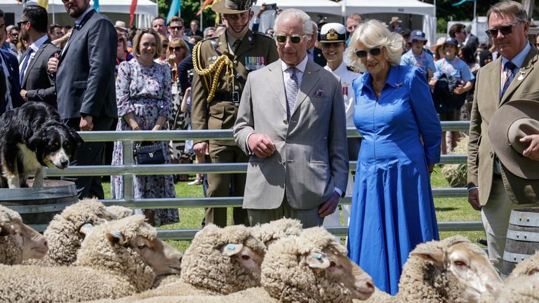 Britain's King Charles III and Queen Camilla view a sheep dog demonstration during the Premier's Community BBQ on Tuesday Oct. 22, 2024 in Sydney, Australia. (Brook Mitchell/Pool Photo via AP)