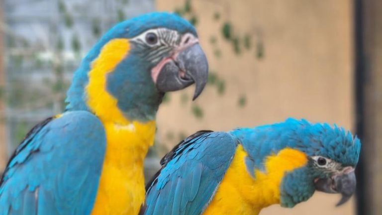 Des perroquets disparus du zoo de Londres retrouvés derrière le jardin de la famille du Cambridgeshire