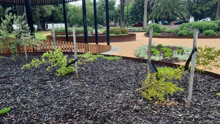 
vandals destroyed nearly 200 young trees and shrubs in Melbourne. Glen Eira local council have published images on insta Credit: Glen Eira City Council. Story is here: https://www.gleneira.vic.gov.au/about-council/news/latest-news/tree-vandalism-across-glen-eira 