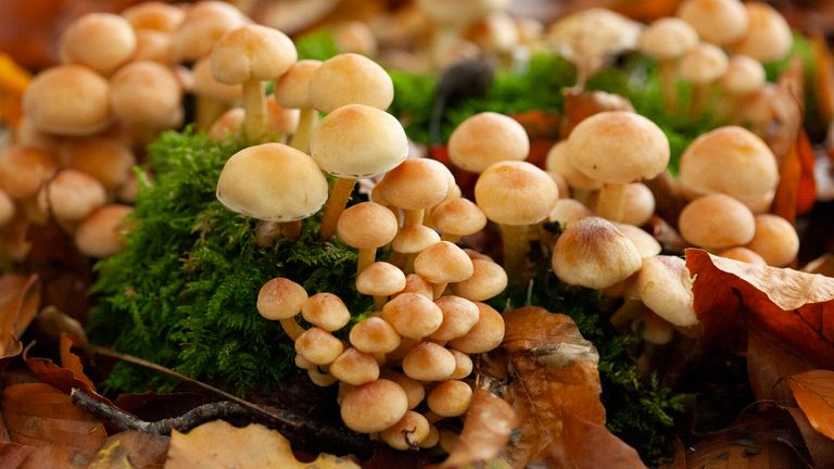 Death cap mushrooms. Pic: iStock 