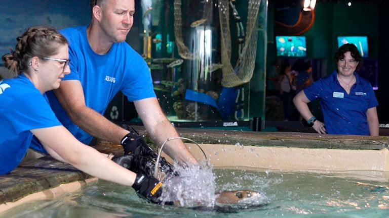 Animal care experts with The Florida Aquarium successfully relocate its seven male cownose stingrays, Monday, Oct. 14, 2024, from Tropicana Field back to the Aquarium in downtown Tampa. (Florida Aquarium via AP)