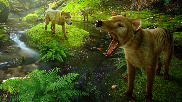 weergave van de thylacine of Tasmaanse tijger. Foto: Colossal Biosciences - het internationale bedrijf voor de-extinctie en het behoud van soorten 