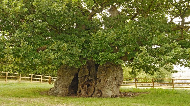 EMBARGOED TO 1930 TUESDAY OCTOBER 29 Undated handout photo issued by Woodland trust of the 1,000-year-old Bowthorpe Oak in Lincolnshire, a hollow tree with ancient graffiti inside and boasting the claim three dozen people once stood inside it, has come third in this year's Tree of the Year contest, the Woodland Trust has announced. Issue date: Tuesday October 29, 2024.