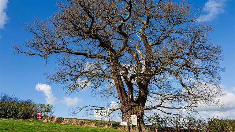 EMBARGOED TO 1930 TUESDAY OCTOBER 29 Undated handout photo issued by Woodland trust of the Darwin Oak in Shrewsbury, estimated to be 550 years old and growing very close to the childhood home of Charles Darwin but threatened with being felled for the Shrewsbury bypass has finished second in this year's Tree of the Year contest, the Woodland Trust has announced. Issue date: Tuesday October 29, 2024.