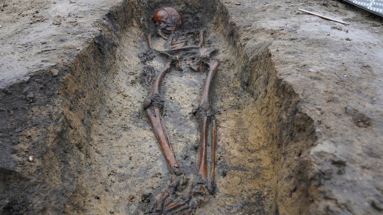 Skeletons and skulls sit in graves at an excavation site of a 10th century Viking burial ground in Aasum, Denmark, Monday, Oct. 7, 2024. (AP Photo/James Brooks)