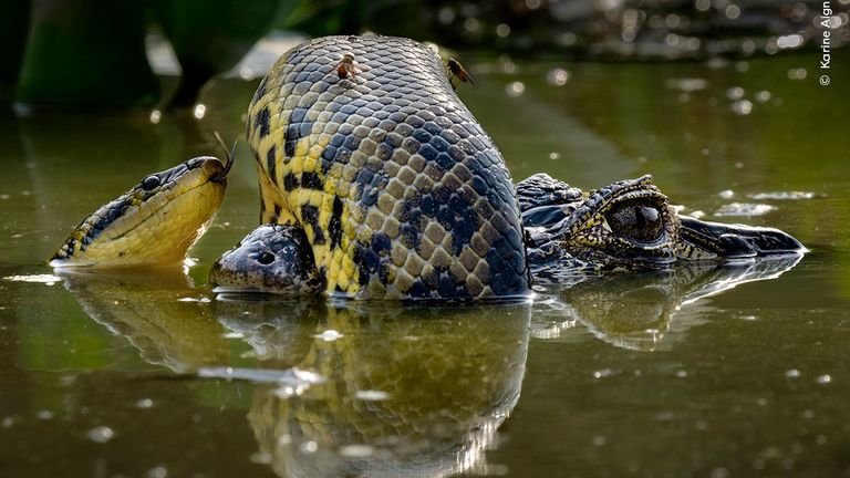 Wetland Wrestle.
Pic: Karine Aigner/Wildlife Photographer of the Year