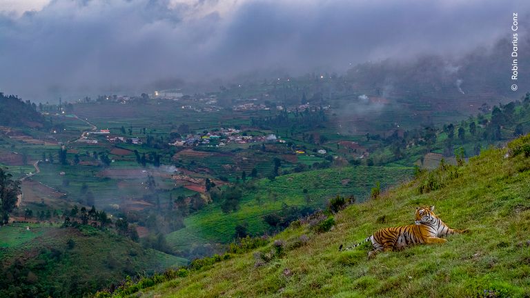 Tiger in Town.
Pic: Robin Darius Conz/Wildlife Photographer of the Year